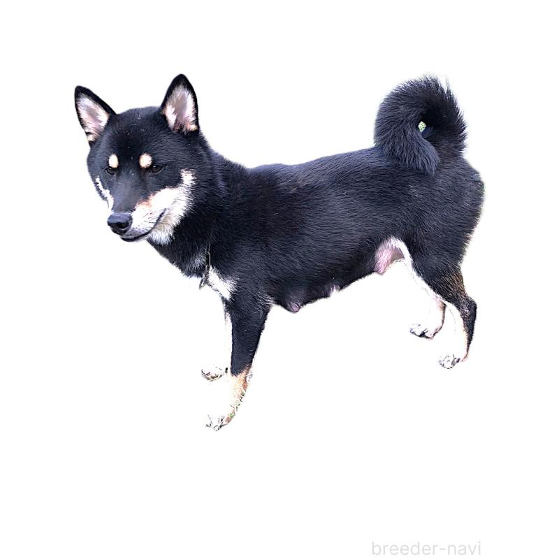 よもぎちゃん1枚目